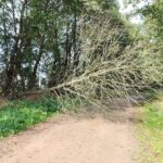 Gniazdo szerszeni w drzewie przy drodze gminnej w Borkowie Lęborskim…