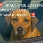Nie pozostawiaj dziecka i zwierząt w samochodzie…