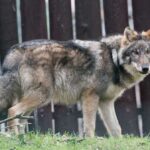 W Osiekach Lęborskich (i nie tylko) pojawiły się wilki…